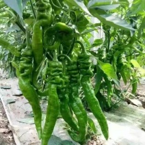 螺丝辣苗，线椒苗抗病毒欢迎实地考察价格有品种权。