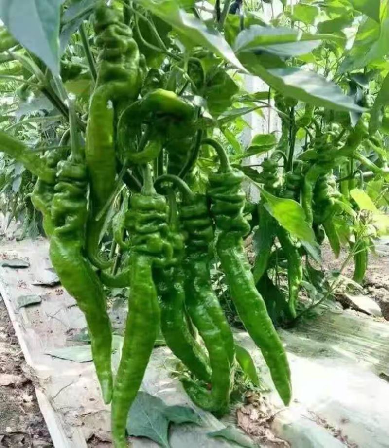 螺丝辣苗，线椒苗抗病毒欢迎实地考察价格有品种权。
