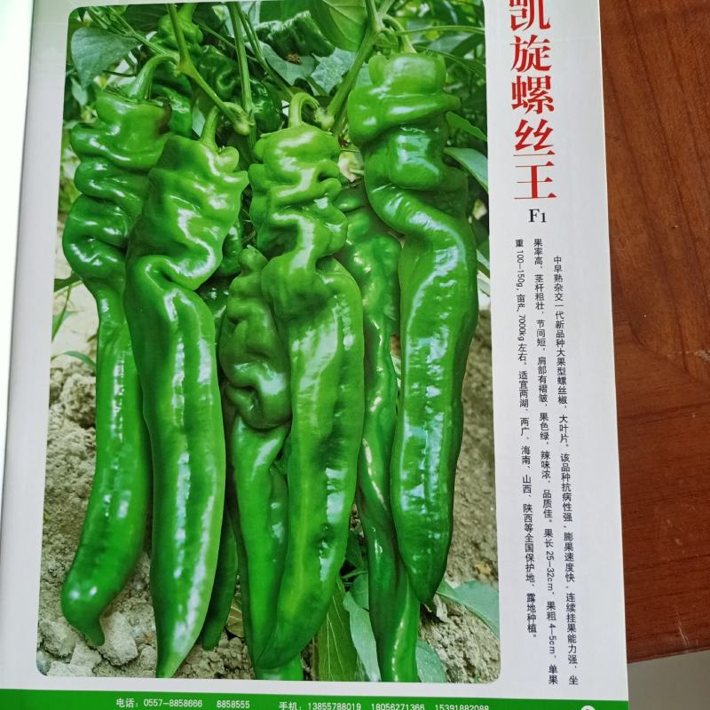 螺丝辣苗，线椒苗抗病毒欢迎实地考察价格有品种权。