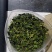 穿心莲系列产品穿心莲叶子种苗