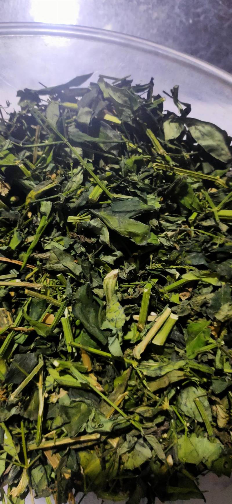 穿心莲系列产品穿心莲叶子种苗