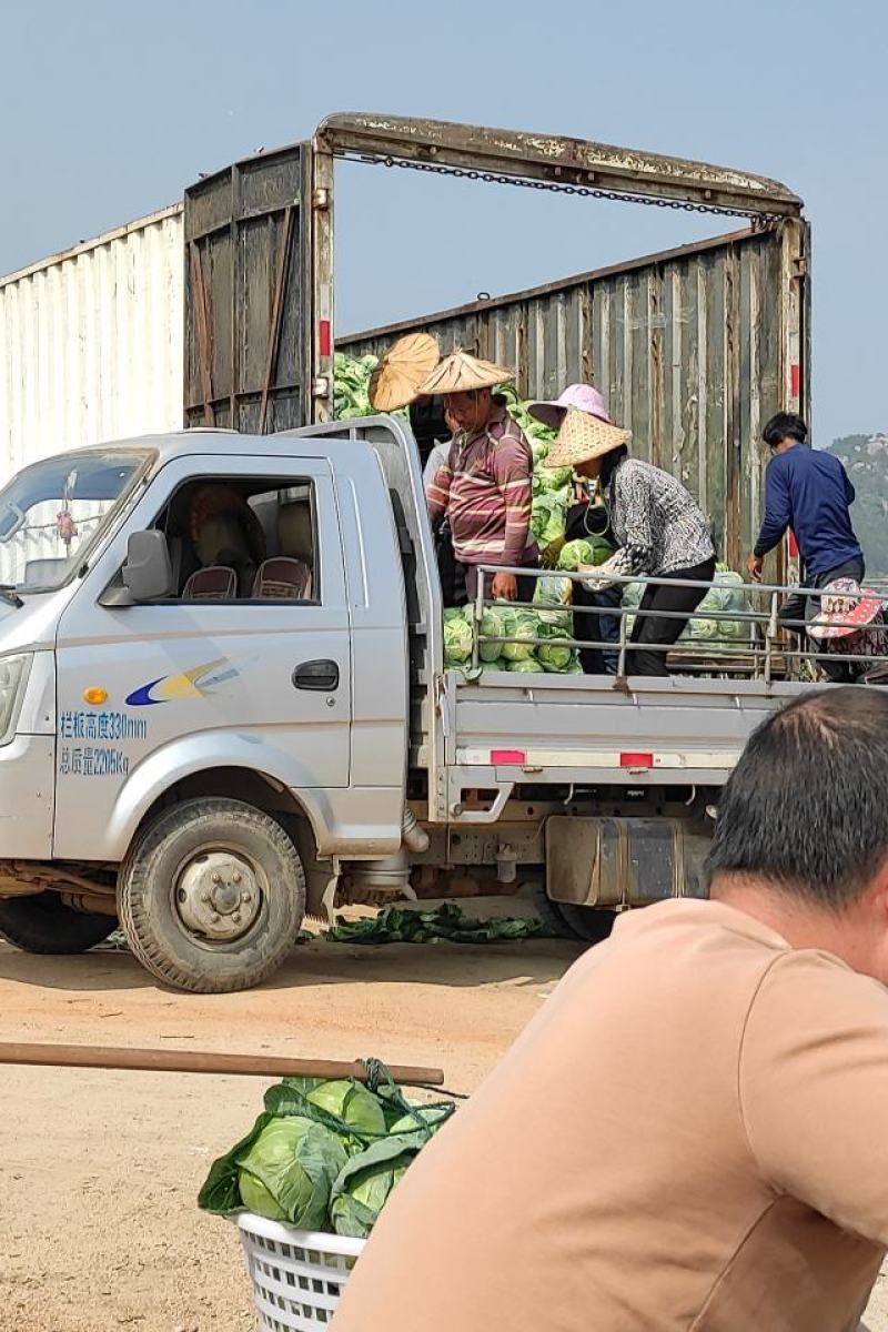 福建漳州货精品甘蓝圆包菜叶软爽口个头均匀