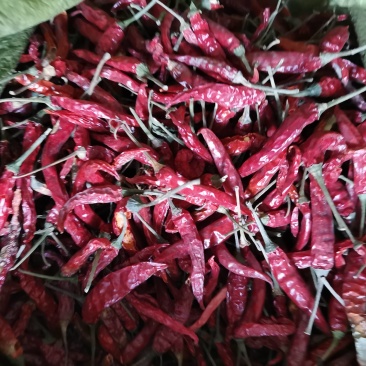 干艳红辣椒5吨，九成干以上，精品，通货都有，有需要的联系