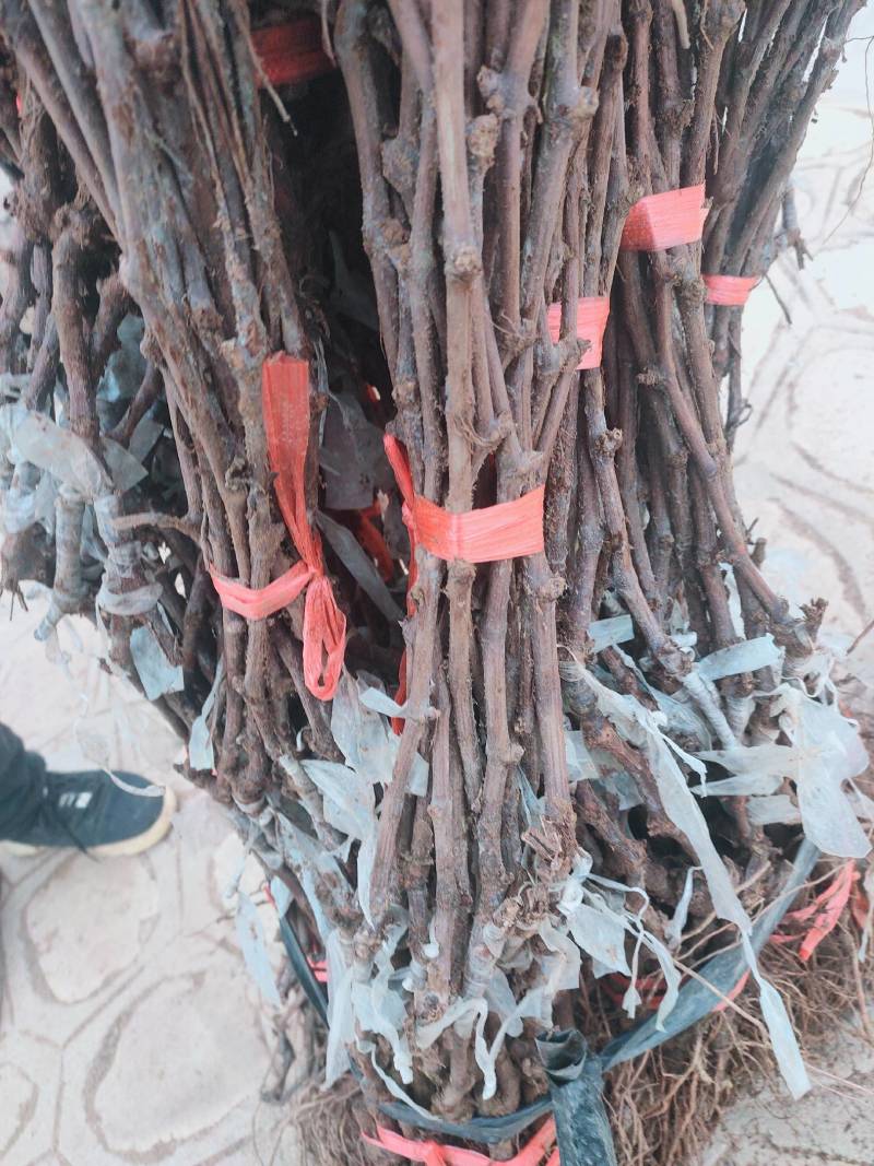 河北葡萄苗高条嫁接苗扦插苗大量纯度保证假一赔十