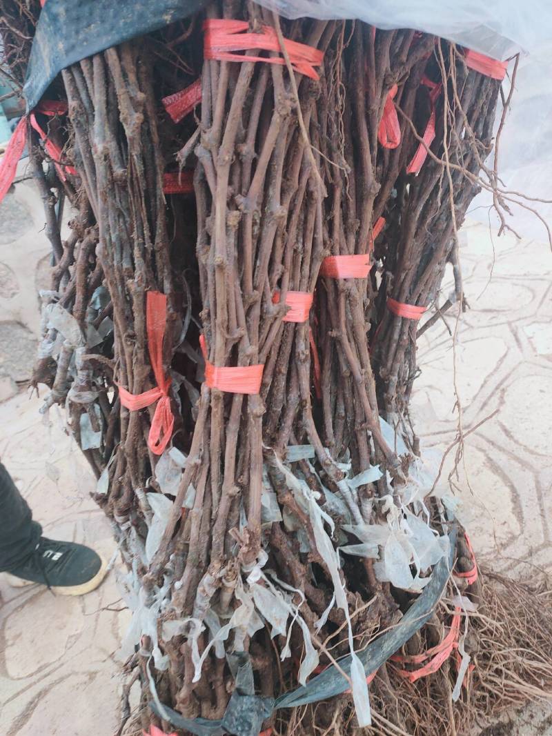 河北葡萄苗高条嫁接苗扦插苗大量纯度保证假一赔十