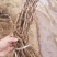 河北葡萄苗高条嫁接苗扦插苗大量纯度保证假一赔十