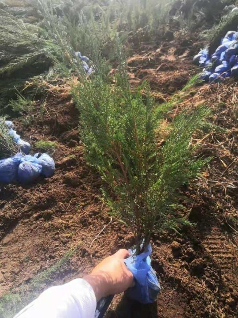 自己苗圃大量低价出售无纺布土球沙地柏小苗营养杯苗沙地柏
