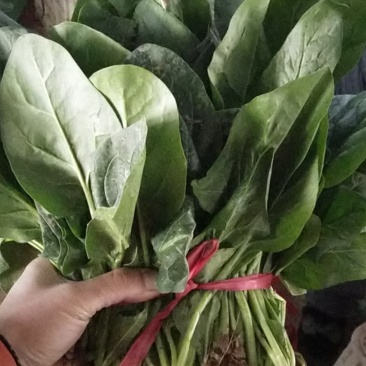 山西大叶菠菜24～28