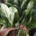 山西大叶菠菜24～28