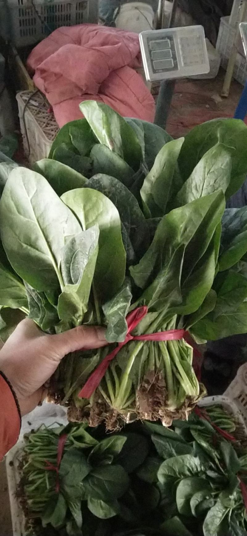 山西大叶菠菜24～28
