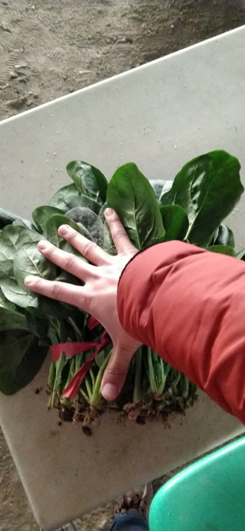 山西大叶菠菜24～28