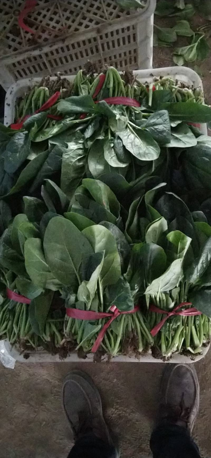 山西大叶菠菜24～28