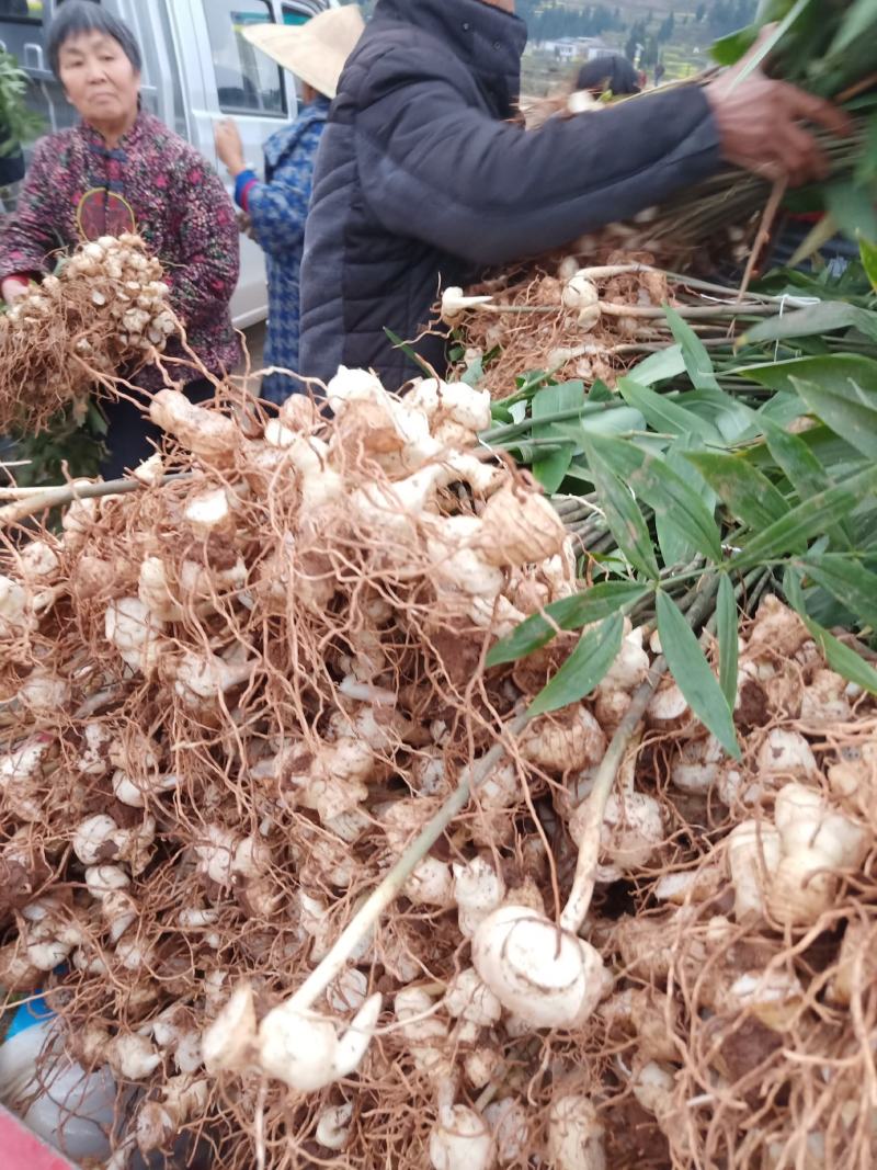 黄精除草新配方升级，效果更好，