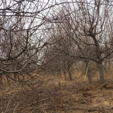 六年生苹果树，因拆迁处理苹果树