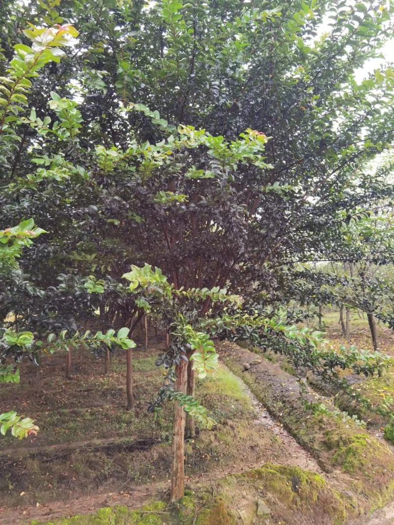 一手货源紫薇基地直销速生紫薇量大从优，紫薇价格