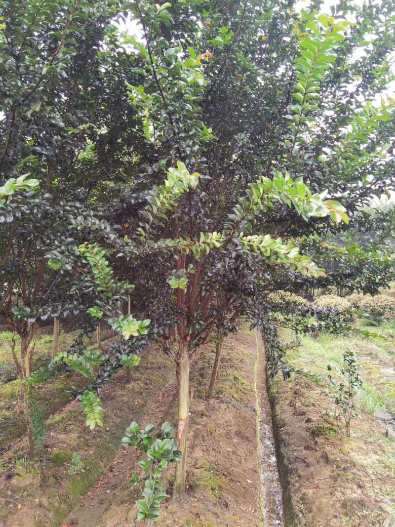 一手货源紫薇基地直销速生紫薇量大从优，紫薇价格