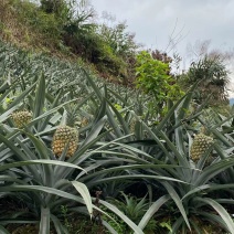云南香菠萝又要告一段落了，