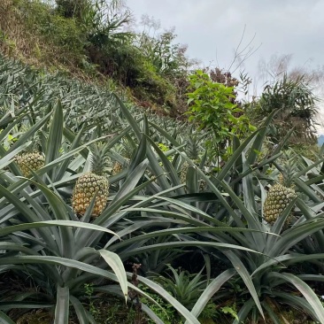 云南香菠萝又要告一段落了，