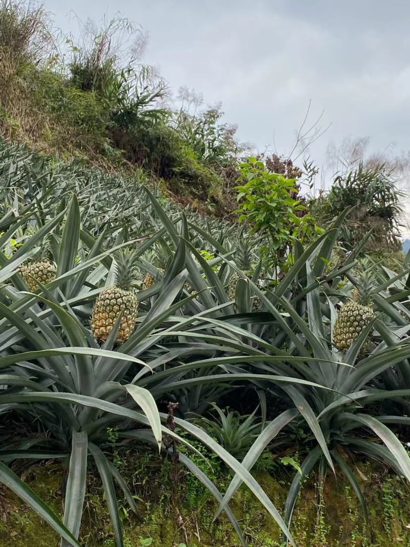云南香菠萝又要告一段落了，