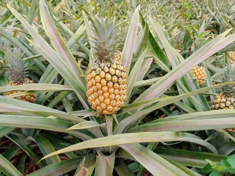 云南香菠萝又要告一段落了，