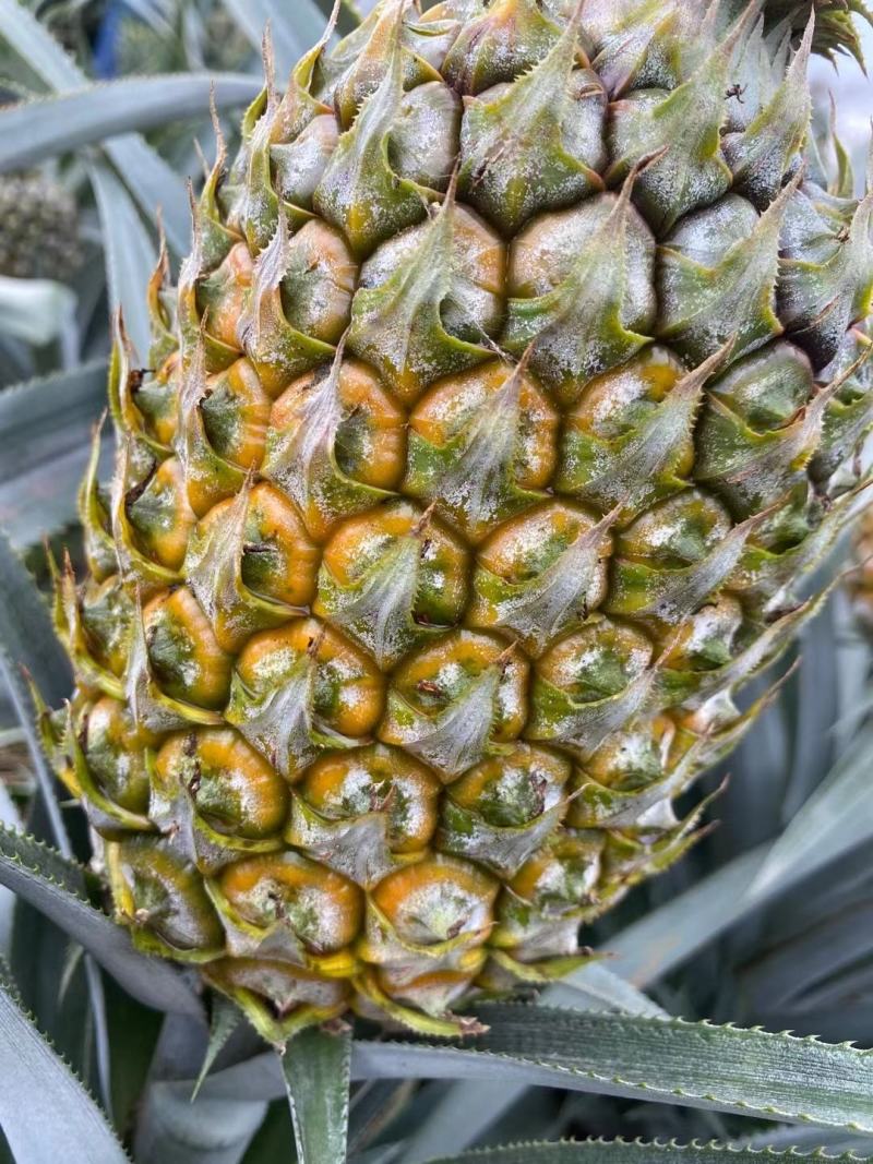 云南香菠萝又要告一段落了，