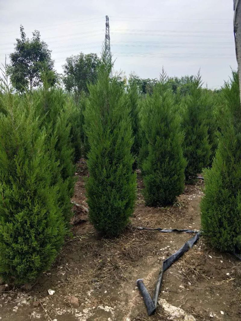 江苏沭阳一手货源塔柏苗圃直销量大从优蜀桧产地