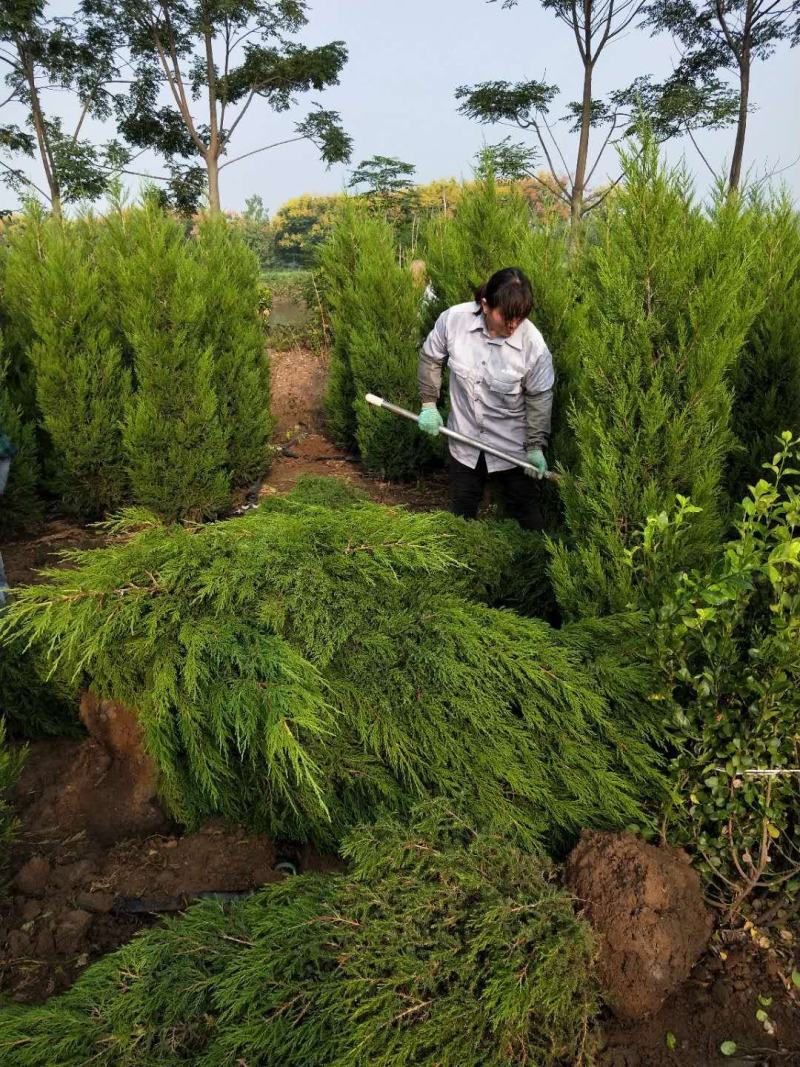 江苏沭阳一手货源塔柏苗圃直销量大从优蜀桧产地