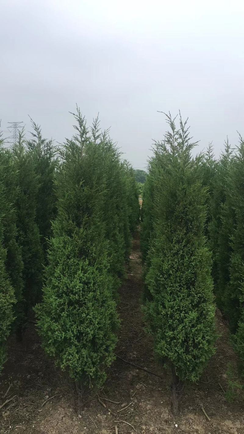 江苏沭阳一手货源塔柏苗圃直销量大从优蜀桧产地