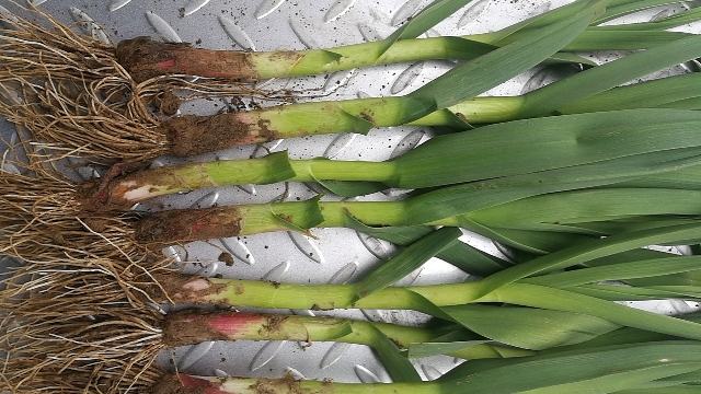 野生红蒜植株特写