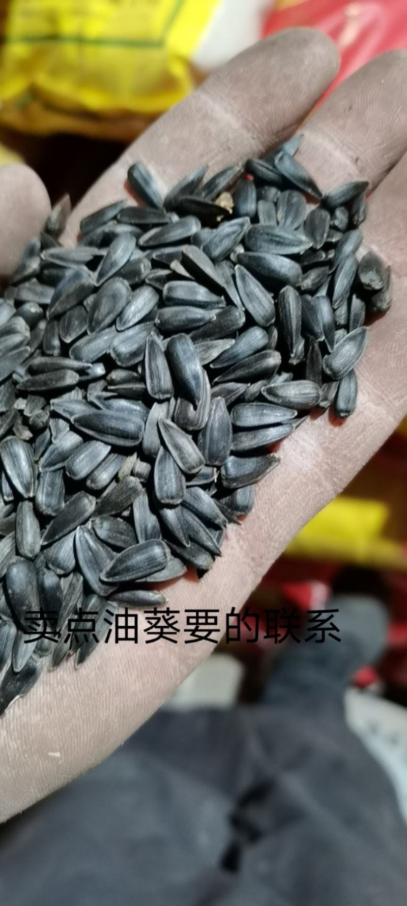 精选油葵，过风过筛精选当地葵花
