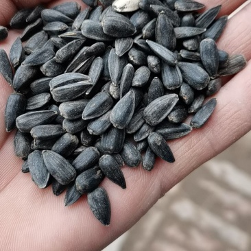 精选油葵，过风过筛精选当地葵花