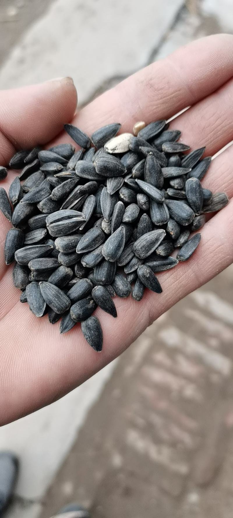 精选油葵，过风过筛精选当地葵花