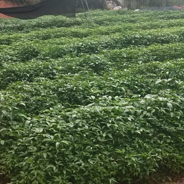 三叉苦苗，中药才三桠苦苗