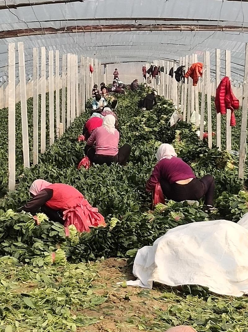 山东菠菜，精品货源，30-25公分，保质保量，货发全国