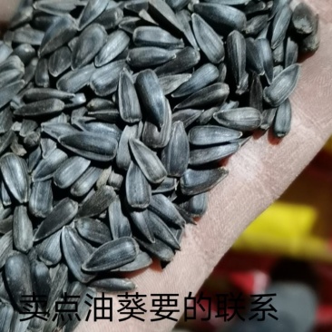 过风过筛精选当地葵花，喂鸟专用