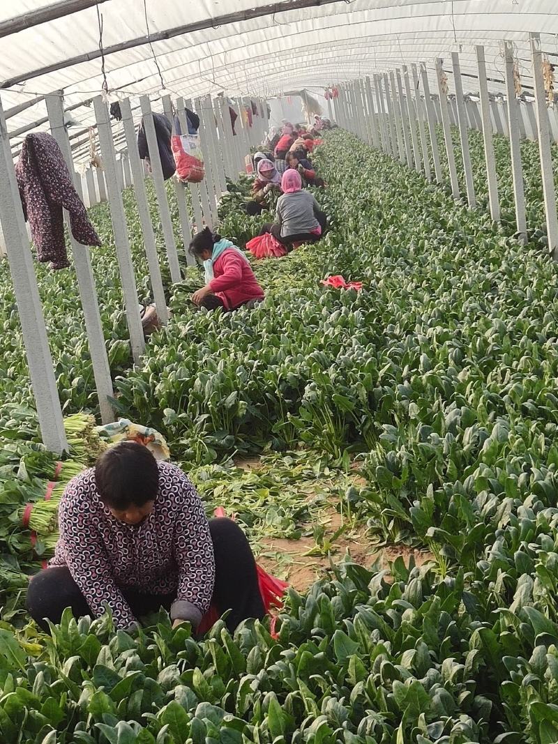 山东菠菜，精品货源，30-25公分，保质保量，货发全国