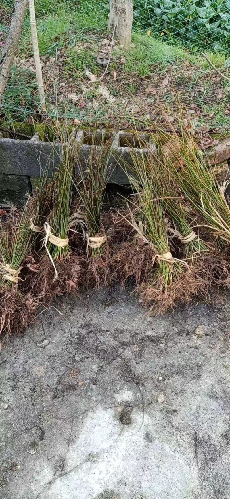 青枫青枫小苗青枫1/10/20公分占地苗工程苗嫁接红枫
