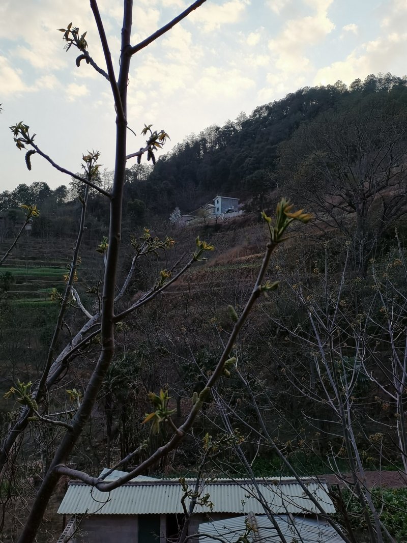 野生土特产核桃花长寿菜新鲜绿色山毛野菜蔬菜餐饮酒店特色菜