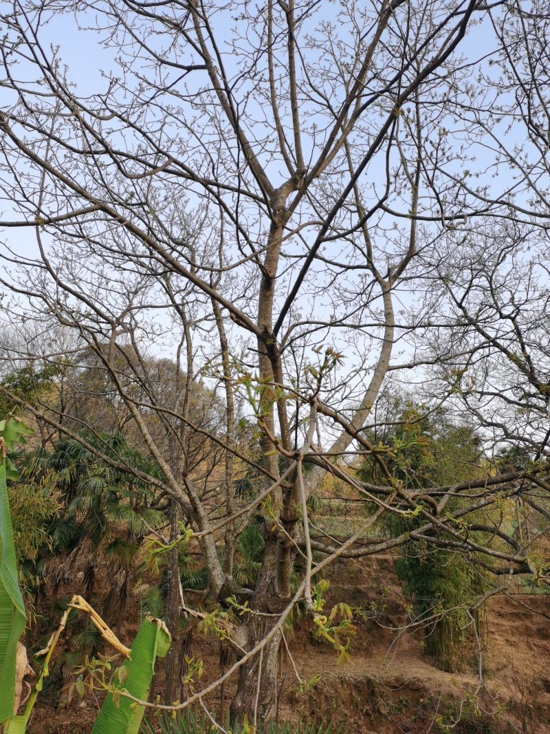 野生土特产核桃花长寿菜新鲜绿色山毛野菜蔬菜餐饮酒店特色菜