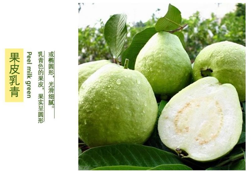 番石榴苗芭乐树苗台湾珍珠番石榴白心红心嫁接苗四季当年结果