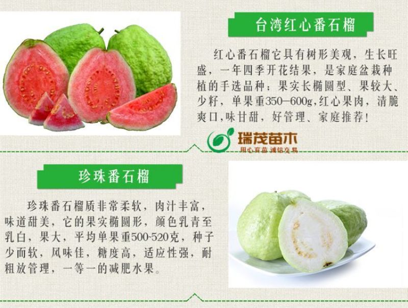 番石榴苗芭乐树苗台湾珍珠番石榴白心红心嫁接苗四季当年结果