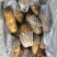 荷兰十五土豆3两半通天精品大小车随到随装