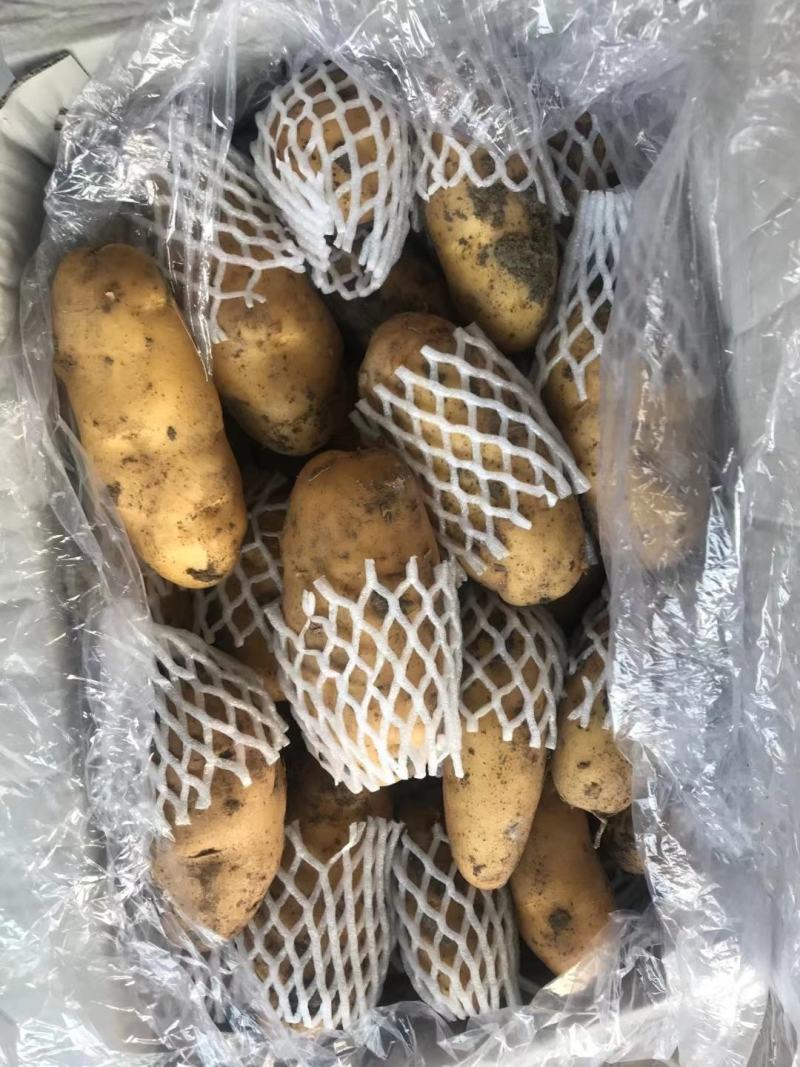 荷兰十五土豆3两半通天精品大小车随到随装