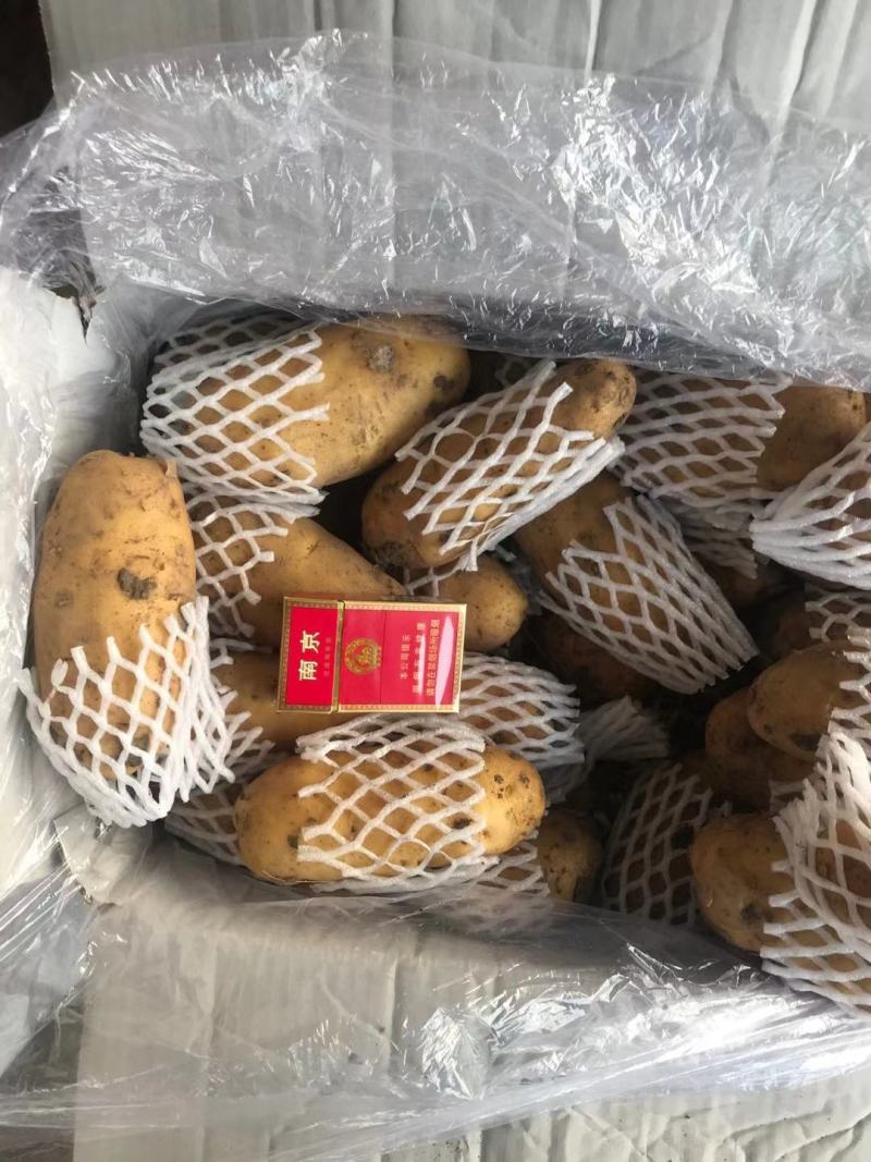 荷兰十五土豆3两半通天精品大小车随到随装