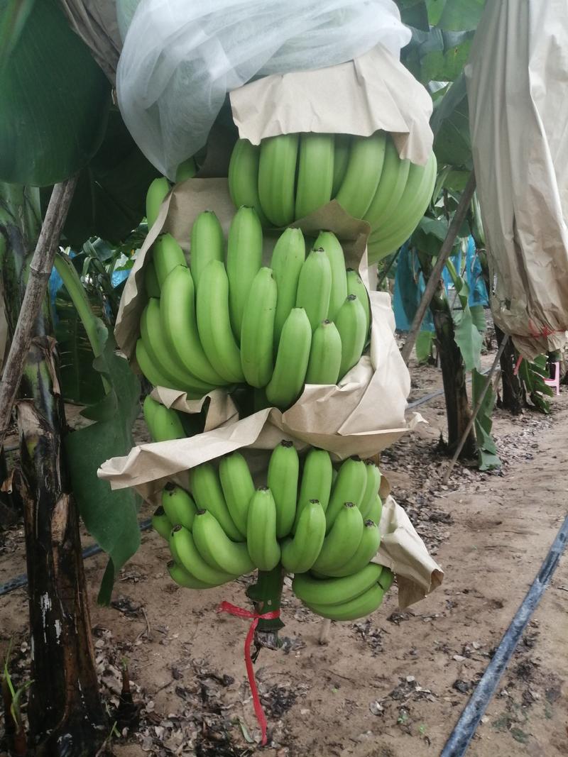原产地海南省乐东利国镇巴西香蕉