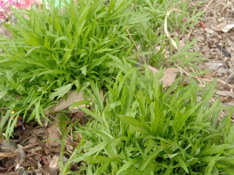 芦蒿苗一年种植可多年采摘
