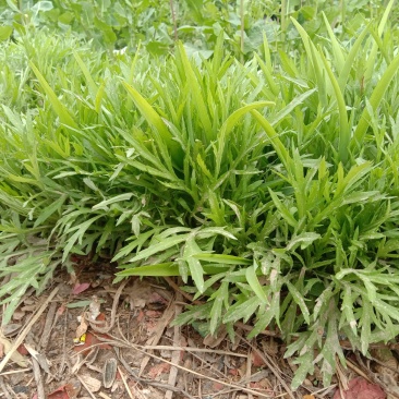 芦蒿苗一年种植可多年采摘