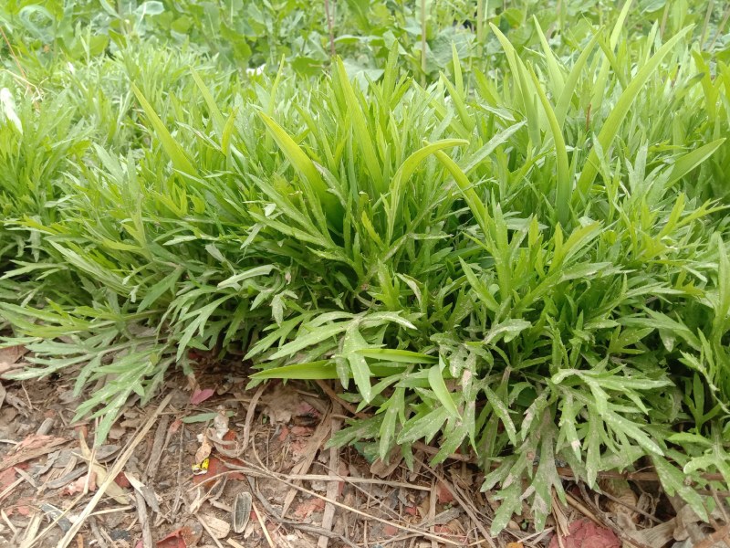 芦蒿苗一年种植可多年采摘