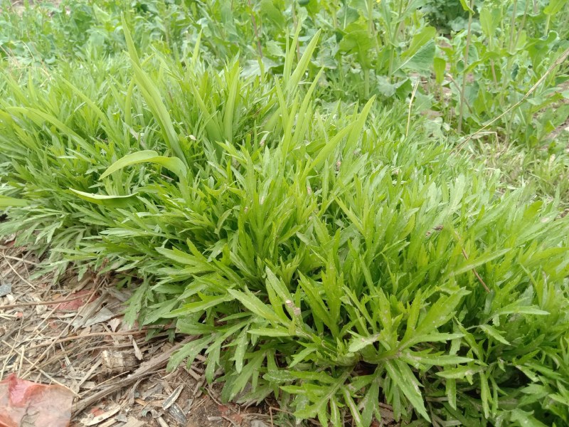 芦蒿苗一年种植可多年采摘