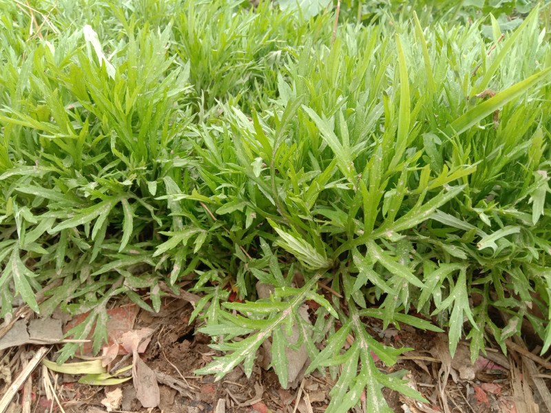 芦蒿苗一年种植可多年采摘